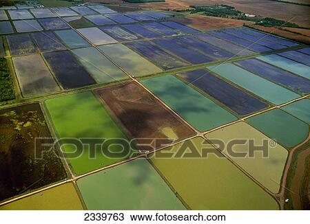 Agriculture - Aerial view of rice fields in various flood stages / near Point Barre, Louisiana, USA. View Large Photo Image Stock Image - Agriculture - Aerial view of rice fields in various flood stages / near Point Barre, Louisiana, USA.. Fotosearch