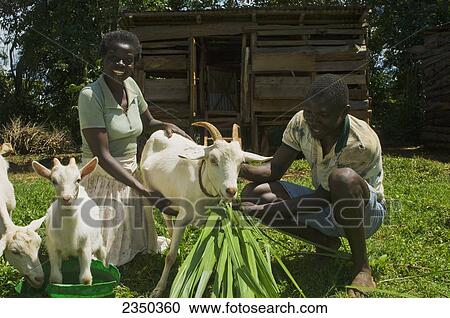 Stock Image - Agriculture - African husband and wife farmers pose with their feeding goats in front of a hut. The goats are used for milk and meat / Kenya, Africa.. Fotosearch
