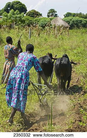 Agriculture - African women driving a team of oxen tilling a field for planting new crops / Mbale, Uganda, Africa. View Large Photo Image Stock Image - Agriculture - African women driving a team of oxen tilling a field for planting new crops / Mbale, Uganda, Africa.. Fotosearch