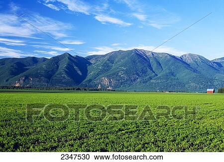 Stock Image - Agriculture - Alfalfa field with red barn and Swan Mt. Range / Creston, Montana, USA.. Fotosearch