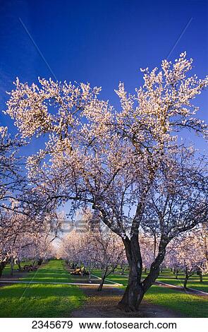 Stock Photo - Agriculture - Almond tree in full bloom in Spring / near Chico, California, USA.. Fotosearch