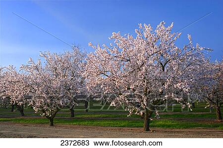 Stock Image - Agriculture - Almond trees in full Spring bloom / near Orland, Northern California, USA.. Fotosearch