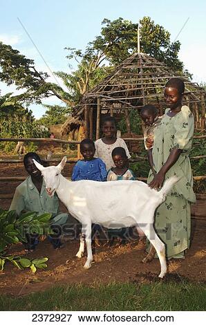 Agriculture - An African family pose with their white goat in front of a village garden area. The goat is used for milk and to produce kid goats / Uganda, Africa. View Large Photo Image Stock Photo - Agriculture - An African family pose with their white goat in front of a village garden area. The goat is used for milk and to produce kid goats / Uganda, Africa.. Fotosearch