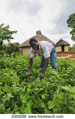 Stock Photograph - Agriculture - An African man thinning his dry bean crop to encourage crop growth / Kenya, Africa.. Fotosearch