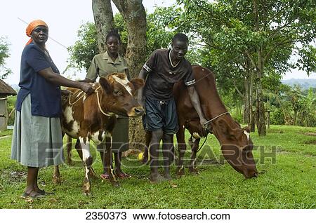 Agriculture - An African woman and her grown children pose with their Ayrshire dairy cow and heifer calf. The cow is used to produce milk and calves to sell and for meat / Uganda, Africa. View Large Photo Image Stock Image - Agriculture - An African woman and her grown children pose with their Ayrshire dairy cow and heifer calf. The cow is used to produce milk and calves to sell and for meat / Uganda, Africa.. Fotosearch