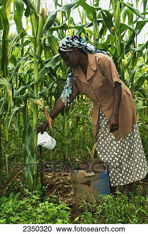 Stock Image - Agriculture - An African woman feeding corn with organic fertilizer made from cow manure and urine / Kenya, Africa.. Fotosearch