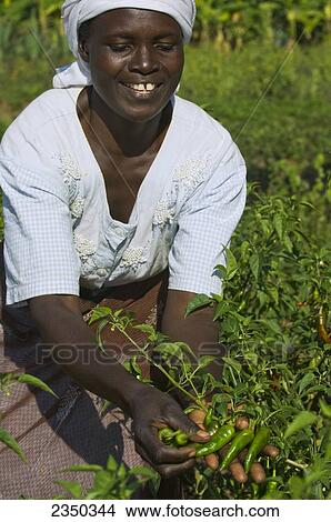 Agriculture - An African woman picking chilies which are used for cooking and as an organic insecticide on crops / Mbale, Uganda, Africa. View Large Photo Image Picture - Agriculture - An African woman picking chilies which are used for cooking and as an organic insecticide on crops / Mbale, Uganda, Africa.. Fotosearch