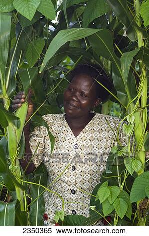 Stock Photography - Agriculture - An African woman poses with her mature maize (corn) crop/ Kenya, Africa.. Fotosearch