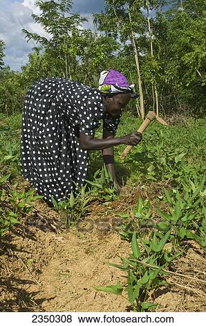 Agriculture - An African woman cultivates her cassava (aka. Manioc) crop with a short handled rudimentary hoe / Kenya, Africa. View Large Photo Image Stock Photo - Agriculture - An African woman cultivates her cassava (aka. Manioc) crop with a short handled rudimentary hoe / Kenya, Africa.. Fotosearch