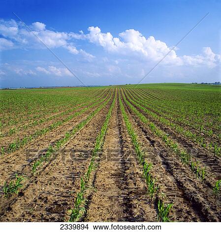 Picture - Agriculture - An early growth grain corn field on an early Spring morning / Central Iowa, USA.. Fotosearch