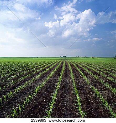 Agriculture - An early growth grain corn field on a Spring morning in early light / Central Iowa, USA. View Large Photo Image Stock Image - Agriculture - An early growth grain corn field on a Spring morning in early light / Central Iowa, USA.. Fotosearch