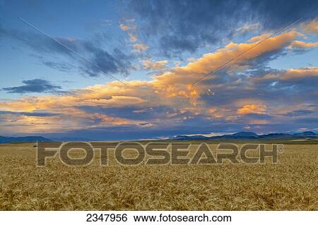 Stock Photograph - Agriculture - Brilliant clouds above a mature field of harvest ready barley at sunrise / near Cascade, Montana, USA.. Fotosearch