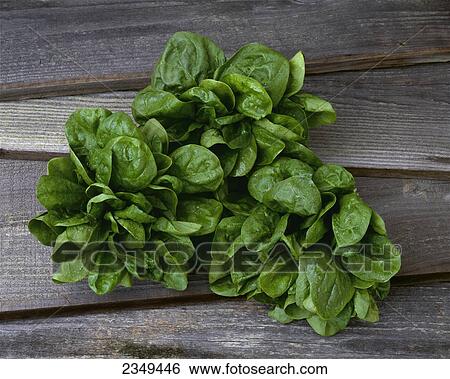 Stock Photograph - Agriculture - Bunches of fresh spinach, on a barnwood surface, in studio.. Fotosearch