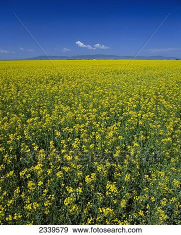 Agriculture - Canola field in bloom / South Central Colorado, USA. View Large Photo Image Stock Photo - Agriculture - Canola field in bloom / South Central Colorado, USA.. Fotosearch