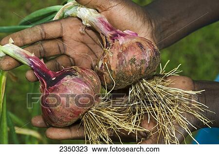 Agriculture - Close up of the hands of an African woman holding two freshly picked onions / Uganda, Africa. View Large Photo Image Stock Image - Agriculture - Close up of the hands of an African woman holding two freshly picked onions / Uganda, Africa.. Fotosearch