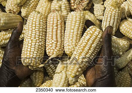 Agriculture - Close up of the hands of an African woman holding freshly harvested ears of husked corn / Uganda, Africa. View Large Photo Image Stock Image - Agriculture - Close up of the hands of an African woman holding freshly harvested ears of husked corn / Uganda, Africa.. Fotosearch