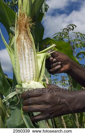 Stock Photo - Agriculture - Close up of the hands of an African woman removing the husk from an ear of white corn still on the stalk / Kampala, Uganda, Africa.. Fotosearch