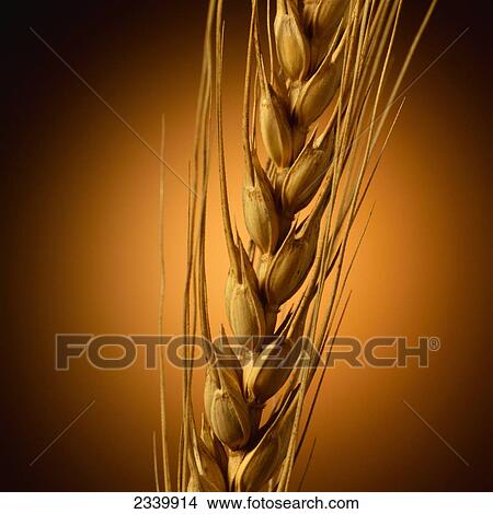 Agriculture - Closeup detail of a mature head of wheat, with brown background, studio. View Large Photo Image Picture - Agriculture - Closeup detail of a mature head of wheat, with brown background, studio.. Fotosearch
