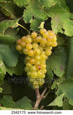 Stock Image - Agriculture - Closeup of a cluster of mature Chardonnay wine grapes on the vine / Salinas Valley, California, USA.. Fotosearch