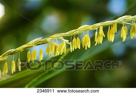 Stock Image - Agriculture - Closeup of a grain corn tassel in mid summer, showing the spikelets above and the anthers below. Pollen is released from the interior of the anthers to fertilize the immature corn ears / Iowa, USA.. Fotosearch