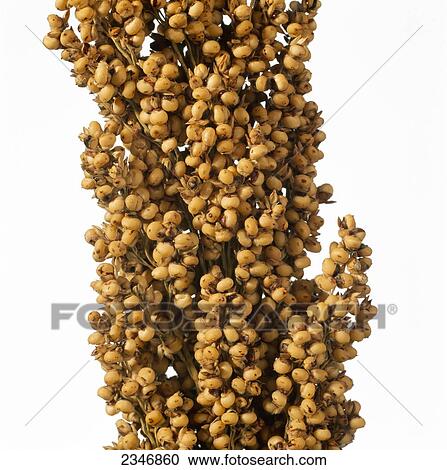 Agriculture - Closeup of a head of mature White grain sorghum, on white. View Large Photo Image Stock Image - Agriculture - Closeup of a head of mature White grain sorghum, on white.. Fotosearch