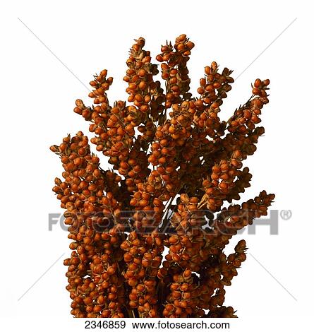 Stock Photo - Agriculture - Closeup of a head of mature Red grain sorghum, on white.. Fotosearch