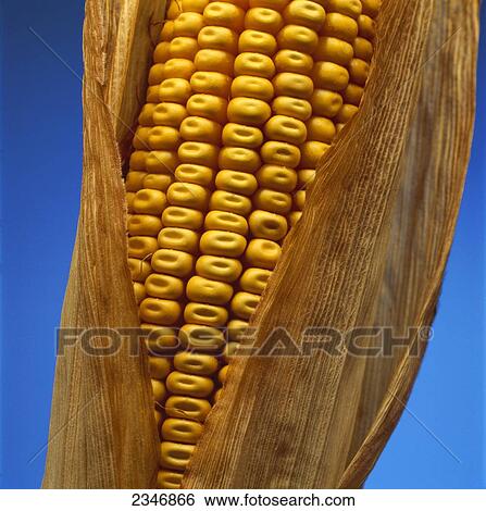 Stock Photograph - Agriculture - Closeup of a mature ear of grain corn with the husk partially open and showing kernel dent, with a blue background.. Fotosearch