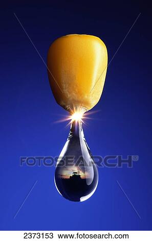 Stock Image - Agriculture - Closeup of a mature grain corn kernel emerging into a drop of ethanol with an image of a tractor within it. This concept represents the emerging ethanol from corn industry.. Fotosearch