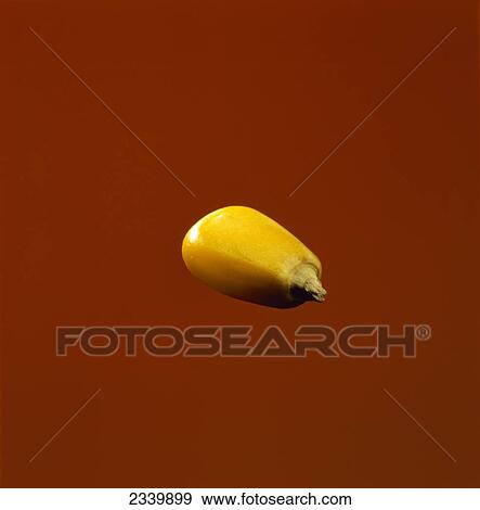 Stock Photo - Agriculture - Closeup of a mature grain corn kernel on a brown background / Iowa, USA.. Fotosearch