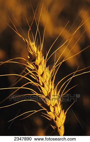Agriculture - Closeup of a mature head of bearded wheat in sunset light / Montana, USA. View Large Photo Image Stock Image - Agriculture - Closeup of a mature head of bearded wheat in sunset light / Montana, USA.. Fotosearch