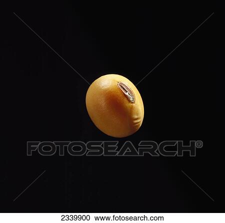 Agriculture - Closeup of a mature soybean on a black background / Iowa, USA. View Large Photo Image Stock Image - Agriculture - Closeup of a mature soybean on a black background / Iowa, USA.. Fotosearch