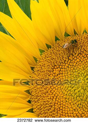 Stock Image - Agriculture - Closeup of a mature sunflower with a bee collecting pollen / California, USA.. Fotosearch