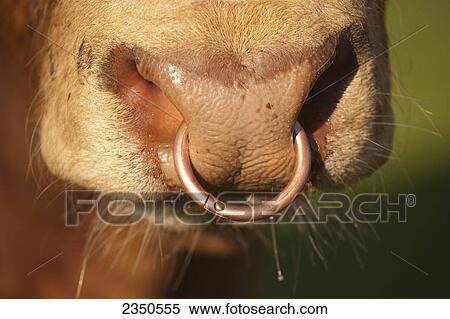 Stock Photography - Agriculture - Closeup of a nose ring in a Limousin bull / United Kingdom.. Fotosearch