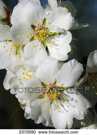Agriculture - Closeup of almond blossoms in full bloom in early morning light / near Dayton, Northern California, USA. View Large Photo Image Stock Image - Agriculture - Closeup of almond blossoms in full bloom in early morning light / near Dayton, Northern California, USA.. Fotosearch