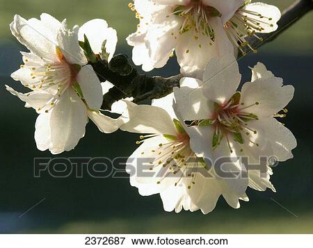 Agriculture - Closeup of almond blossoms in full bloom in early morning light / near Dayton, Northern California, USA. View Large Photo Image Stock Photo - Agriculture - Closeup of almond blossoms in full bloom in early morning light / near Dayton, Northern California, USA.. Fotosearch