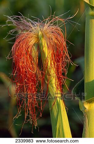 Stock Image - Agriculture - Closeup of an ear of grain corn showing the emerging pollen collecting red silks in the early growth stage.. Fotosearch