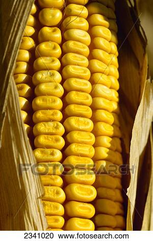 Stock Image - Agriculture - Closeup of an ear of harvest ready grain corn with the husk partially opened / Iowa, USA.. Fotosearch