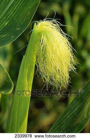 Agriculture - Closeup of an ear of grain corn showing the emerging pollen collecting silks in the early growth stage. View Large Photo Image Stock Photo - Agriculture - Closeup of an ear of grain corn showing the emerging pollen collecting silks in the early growth stage.. Fotosearch