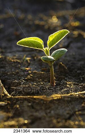 Picture - Agriculture - Closeup of an early growth soybean seedling at the two-leaf stage emerging from the soil / Central Iowa, USA.. Fotosearch