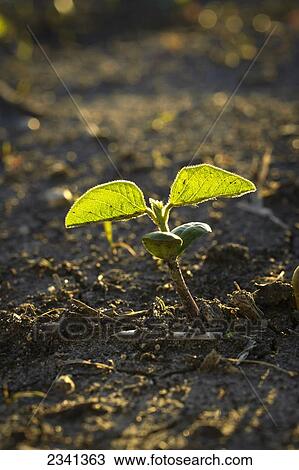 Stock Image - Agriculture - Closeup of an early growth soybean seedling at the two-leaf stage emerging from the soil / Central Iowa, USA.. Fotosearch
