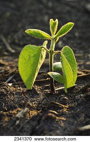 Stock Image - Agriculture - Closeup of an early growth soybean seedling at the 4-6 leaf stage emerging from the soil / Central Iowa, USA.. Fotosearch