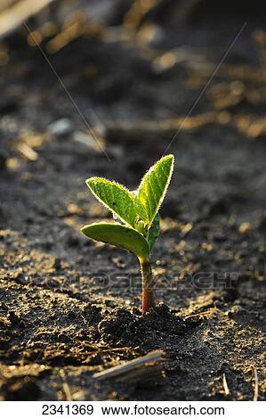 Stock Photo - Agriculture - Closeup of an early growth soybean seedling at the two-leaf stage emerging from the soil / Central Iowa, USA.. Fotosearch