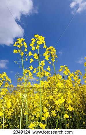 Agriculture - Closeup of canola in full bloom. Canola seed is used as a protein in animal feeds, a vegetable cooking oil and as an ingredient in bio-fuels / Northumberland, England, United Kingdom. View Large Photo Image Picture - Agriculture - Closeup of canola in full bloom. Canola seed is used as a protein in animal feeds, a vegetable cooking oil and as an ingredient in bio-fuels / Northumberland, England, United Kingdom.. Fotosearch