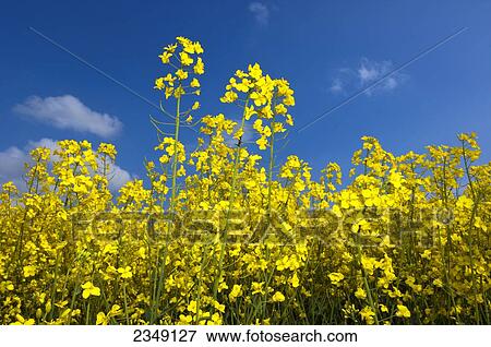 Stock Photo - Agriculture - Closeup of canola in full bloom. Canola seed is used as a protein in animal feeds, a vegetable cooking oil and as an ingredient in bio-fuels / Northumberland, England, United Kingdom.. Fotosearch