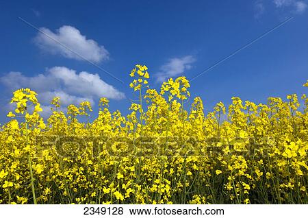 Stock Photo - Agriculture - Closeup of canola in full bloom. Canola seed is used as a protein in animal feeds, a vegetable cooking oil and as an ingredient in bio-fuels / Northumberland, England, United Kingdom.. Fotosearch