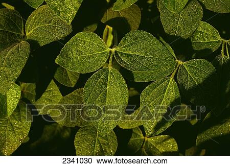 Stock Image - Agriculture - Closeup of dew covered soybean leaves / Iowa, USA.. Fotosearch