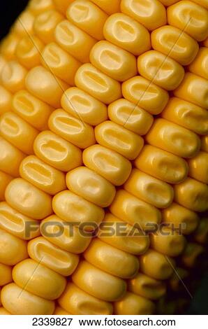 Stock Photo - Agriculture - Closeup of grain corn ear showing kernels at the dent stage / Iowa, USA.. Fotosearch