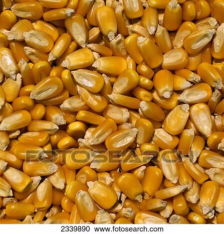 Stock Image - Agriculture - Closeup of harvested grain corn which has been removed from the cob / Iowa, USA.. Fotosearch