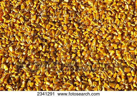 Agriculture - Closeup of mature freshly harvested grain corn kernels / Central Iowa, USA. View Large Photo Image Stock Image - Agriculture - Closeup of mature freshly harvested grain corn kernels / Central Iowa, USA.. Fotosearch
