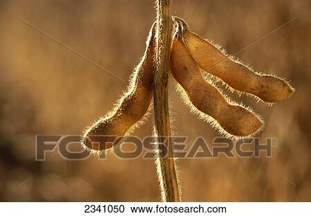 Agriculture - Closeup of mature, harvest ready, soybean pods, in late afternoon light / Iowa, USA. View Large Photo Image Stock Image - Agriculture - Closeup of mature, harvest ready, soybean pods, in late afternoon light / Iowa, USA.. Fotosearch